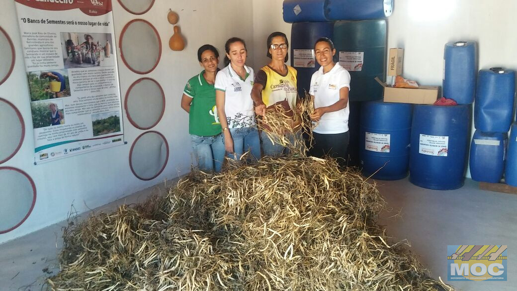 Comunidade Bastião realiza colheita de Sementes Crioulas e guarda em Banco Comunitário 
