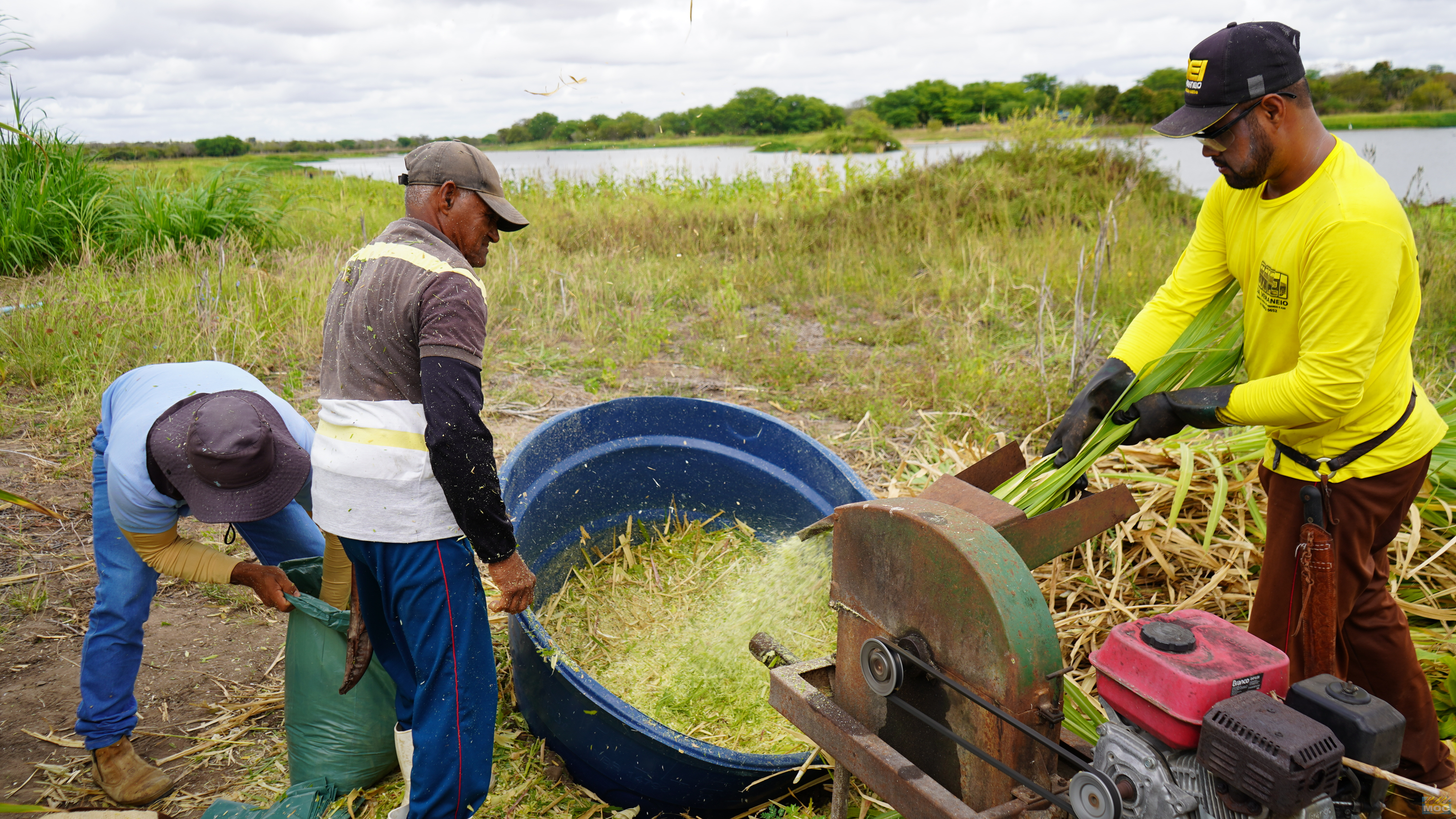 Mais de 35 toneladas de silagem fortalecem a agricultura familiar e garantem segurança alimentar para os rebanhos no Semiárido