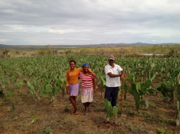 Agricultores/as apostam na cultura do estoque para conviver bem no Semiárido