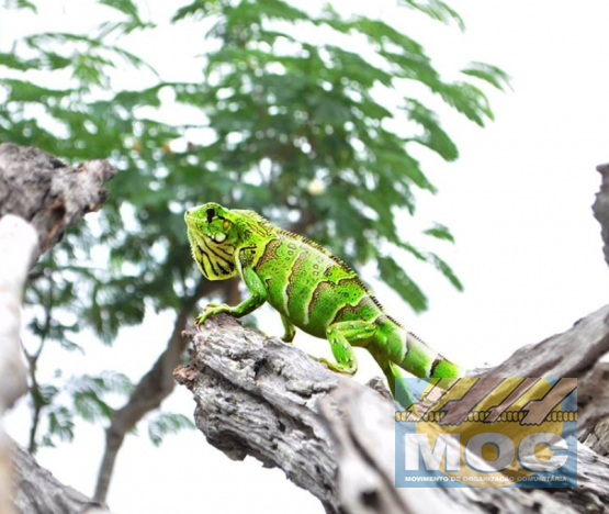 Caravana MOC 50 Anos -  EXPOSIÇÃO FOTOGRÁFICA