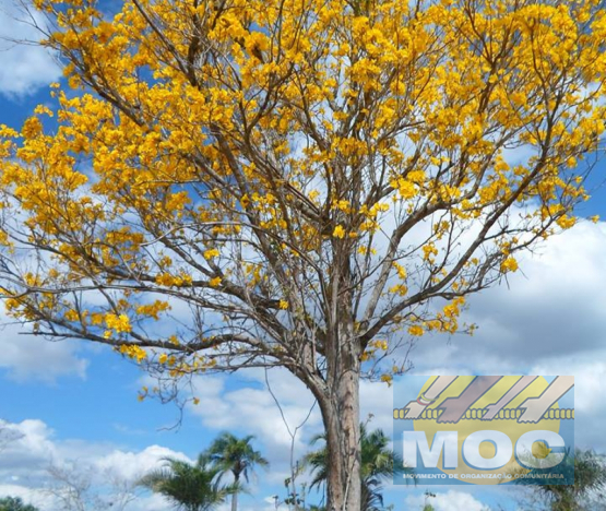 Caravana MOC 50 Anos -  EXPOSIÇÃO FOTOGRÁFICA