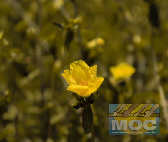 Caravana MOC 50 Anos -  EXPOSIÇÃO FOTOGRÁFICA