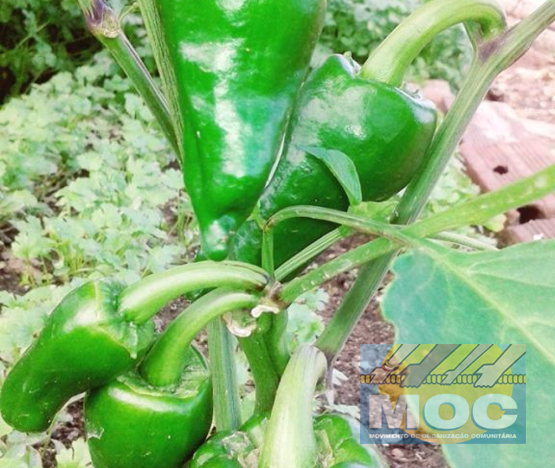 Caravana MOC 50 Anos -  EXPOSIÇÃO FOTOGRÁFICA