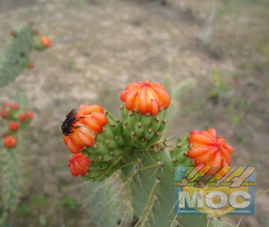 Caravana MOC 50 Anos -  EXPOSIÇÃO FOTOGRÁFICA