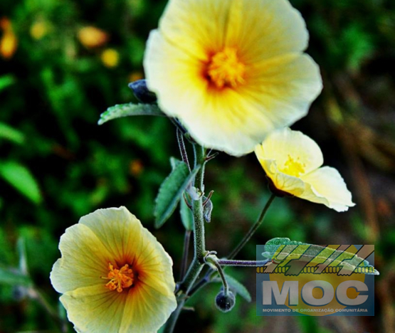 Caravana MOC 50 Anos -  EXPOSIÇÃO FOTOGRÁFICA