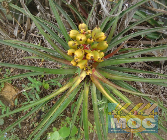 Caravana MOC 50 Anos -  EXPOSIÇÃO FOTOGRÁFICA