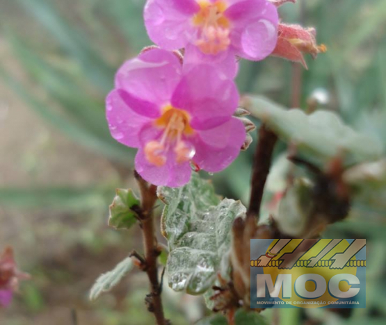 Caravana MOC 50 Anos -  EXPOSIÇÃO FOTOGRÁFICA