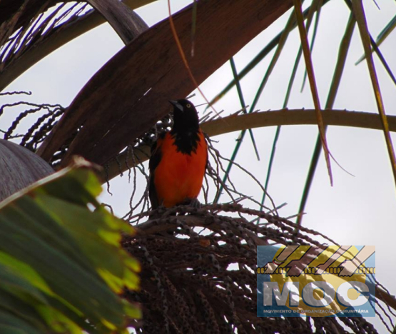 Caravana MOC 50 Anos -  EXPOSIÇÃO FOTOGRÁFICA