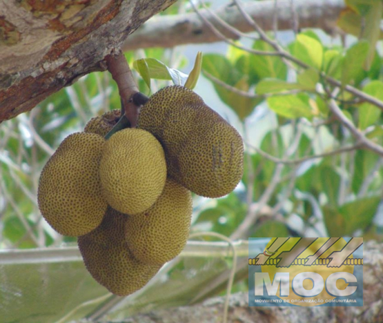 Caravana MOC 50 Anos -  EXPOSIÇÃO FOTOGRÁFICA