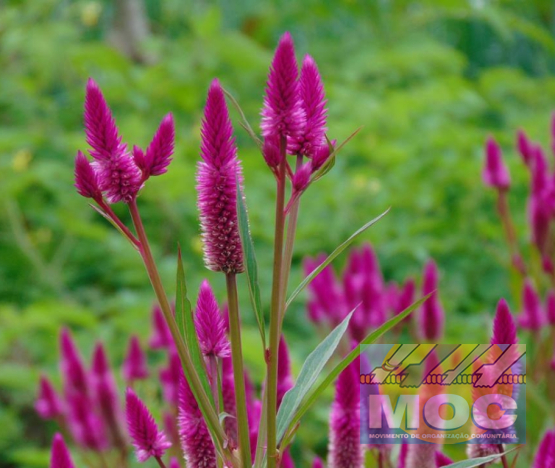 Caravana MOC 50 Anos -  EXPOSIÇÃO FOTOGRÁFICA