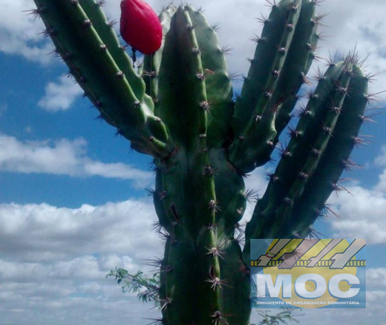 Caravana MOC 50 Anos -  EXPOSIÇÃO FOTOGRÁFICA