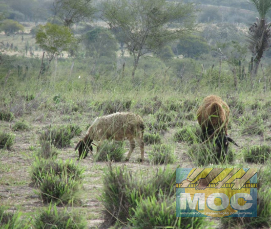 Caravana MOC 50 Anos -  EXPOSIÇÃO FOTOGRÁFICA