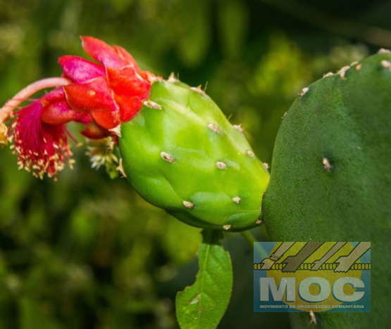 Caravana MOC 50 Anos -  EXPOSIÇÃO FOTOGRÁFICA