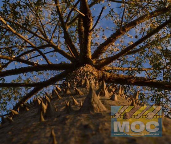 Caravana MOC 50 Anos -  EXPOSIÇÃO FOTOGRÁFICA